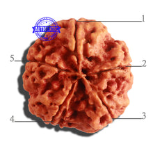 Load image into Gallery viewer, 5 Mukhi Rudraksha from Nepal - Bead No. 290
