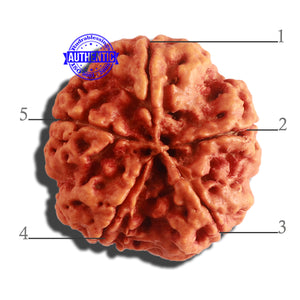 5 Mukhi Rudraksha from Nepal - Bead No. 290