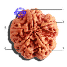 Load image into Gallery viewer, 5 Mukhi Rudraksha from Nepal - Bead No. 300
