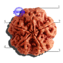 Load image into Gallery viewer, 5 Mukhi Rudraksha from Nepal - Bead No. 303
