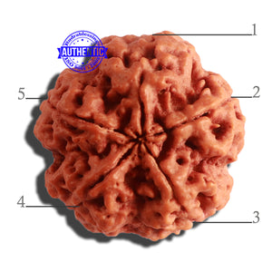 5 Mukhi Rudraksha from Nepal - Bead No. 303