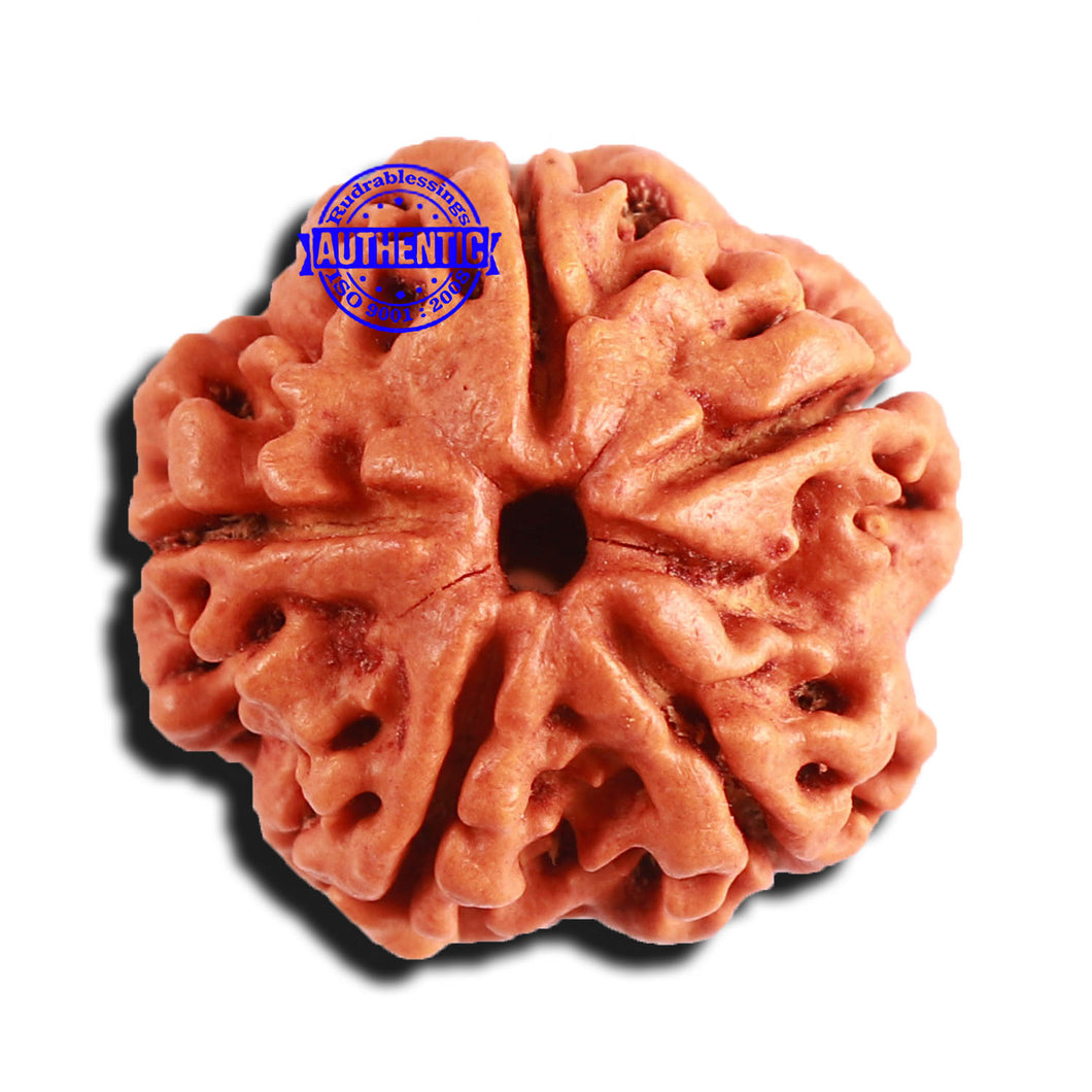 5 Mukhi Rudraksha from Nepal - Bead No. 336