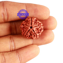 Load image into Gallery viewer, 5 Mukhi Rudraksha from Nepal - Bead No. 338
