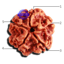 Load image into Gallery viewer, 5 Mukhi Rudraksha from Nepal - Bead No. 357
