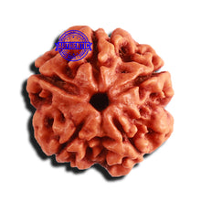 Load image into Gallery viewer, 5 Mukhi Rudraksha from Nepal - Bead No. 357
