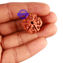 Load image into Gallery viewer, 5 Mukhi Rudraksha from Nepal - Bead No. 357
