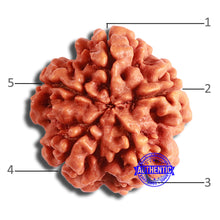 Load image into Gallery viewer, 5 Mukhi Rudraksha from Nepal - Bead No. 372
