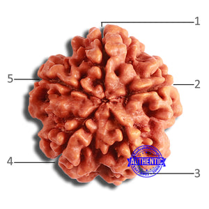 5 Mukhi Rudraksha from Nepal - Bead No. 372