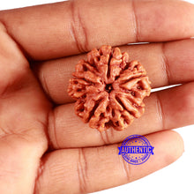 Load image into Gallery viewer, 5 Mukhi Rudraksha from Nepal - Bead No. 372
