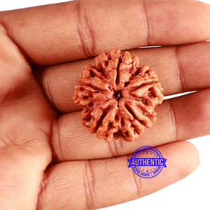 5 Mukhi Rudraksha from Nepal - Bead No. 372