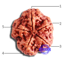 Load image into Gallery viewer, 5 Mukhi Rudraksha from Nepal - Bead No. 375
