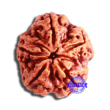 Load image into Gallery viewer, 5 Mukhi Rudraksha from Nepal - Bead No. 375
