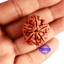 Load image into Gallery viewer, 5 Mukhi Rudraksha from Nepal - Bead No. 375
