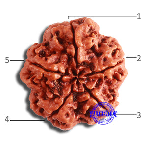 5 Mukhi Rudraksha from Nepal - Bead No. 379