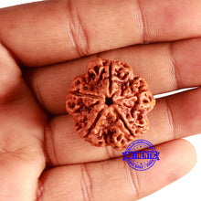 Load image into Gallery viewer, 5 Mukhi Rudraksha from Nepal - Bead No. 379
