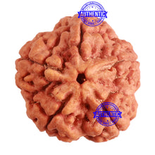 Load image into Gallery viewer, 5 Mukhi Rudraksha from Nepal - Bead No. 264
