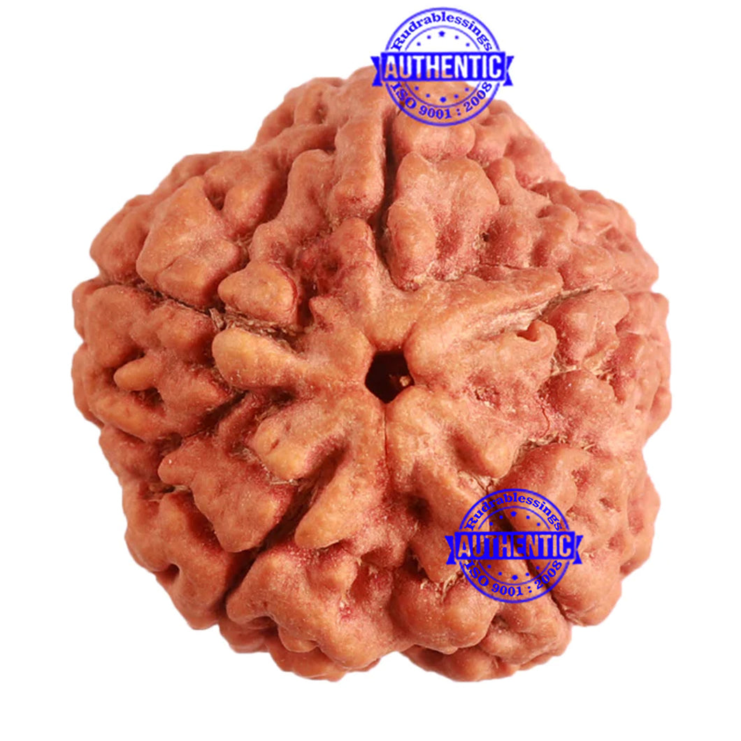 5 Mukhi Rudraksha from Nepal - Bead No. 264