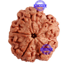 Load image into Gallery viewer, 5 Mukhi Rudraksha from Nepal - Bead No. 278
