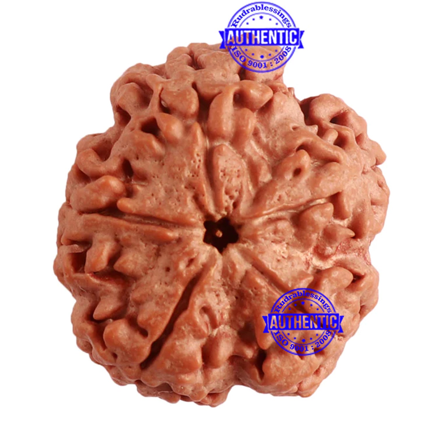 rudraksha 5 mukhi