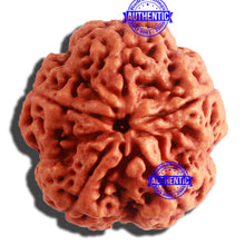 Load image into Gallery viewer, 5 Mukhi Rudraksha from Nepal - Bead No. 287
