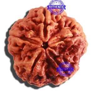 5 Mukhi Rudraksha from Nepal - Bead No. 289