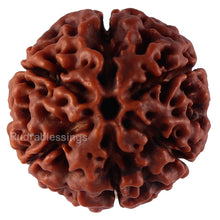 Load image into Gallery viewer, 6 Mukhi Hybrid Rudraksha - Bead No. 47
