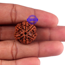 Load image into Gallery viewer, 6 Mukhi Rudraksha from Nepal - Bead No. 48
