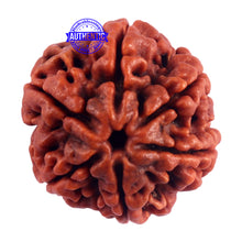 Load image into Gallery viewer, 6 Mukhi Rudraksha from Nepal - Bead No. 48
