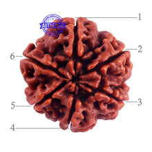 Load image into Gallery viewer, 6 Mukhi Rudraksha from Nepal - Bead No. 48
