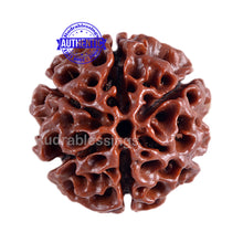 Load image into Gallery viewer, 6 Mukhi Hybrid Rudraksha - Bead No. 1
