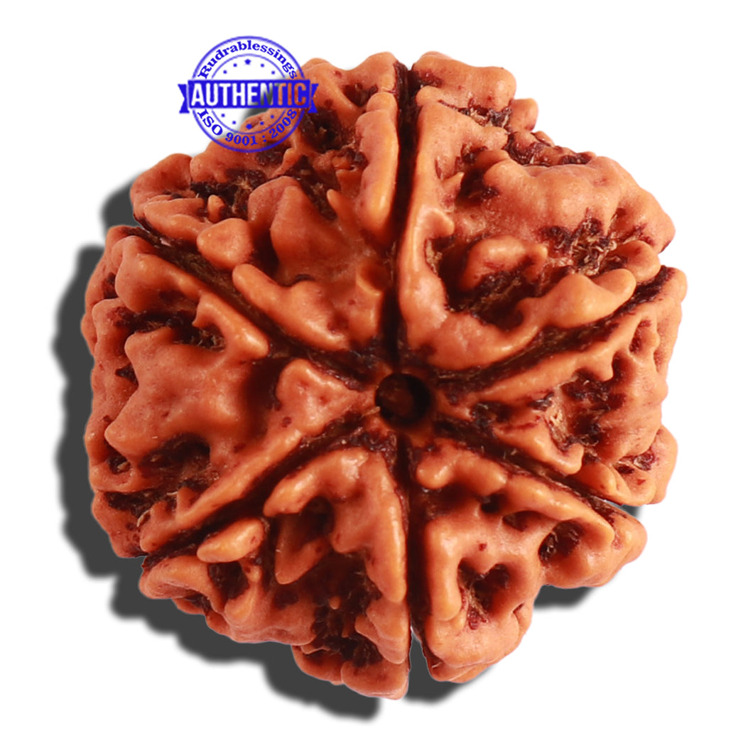 6 Mukhi Rudraksha from Nepal - Bead No 279