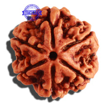 Load image into Gallery viewer, 6 Mukhi Rudraksha from Nepal - Bead No 279
