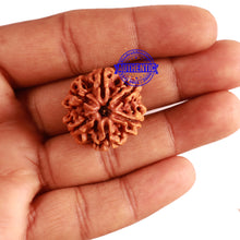 Load image into Gallery viewer, 6 Mukhi Rudraksha from Nepal - Bead No 280
