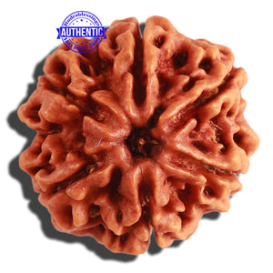 6 Mukhi Rudraksha from Nepal - Bead No 280