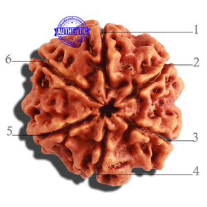 6 Mukhi Rudraksha from Nepal - Bead No 280