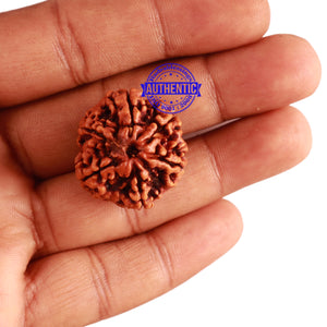 6 Mukhi Rudraksha from Nepal - Bead No 285