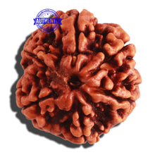 Load image into Gallery viewer, 6 Mukhi Rudraksha from Nepal - Bead No 285
