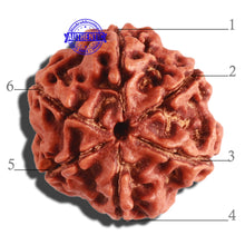 Load image into Gallery viewer, 6 Mukhi Rudraksha from Nepal - Bead No 286
