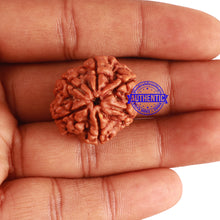 Load image into Gallery viewer, 6 Mukhi Rudraksha from Nepal - Bead No 296
