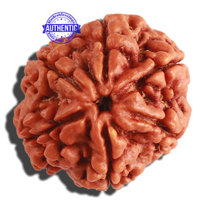 6 Mukhi Rudraksha from Nepal - Bead No 296