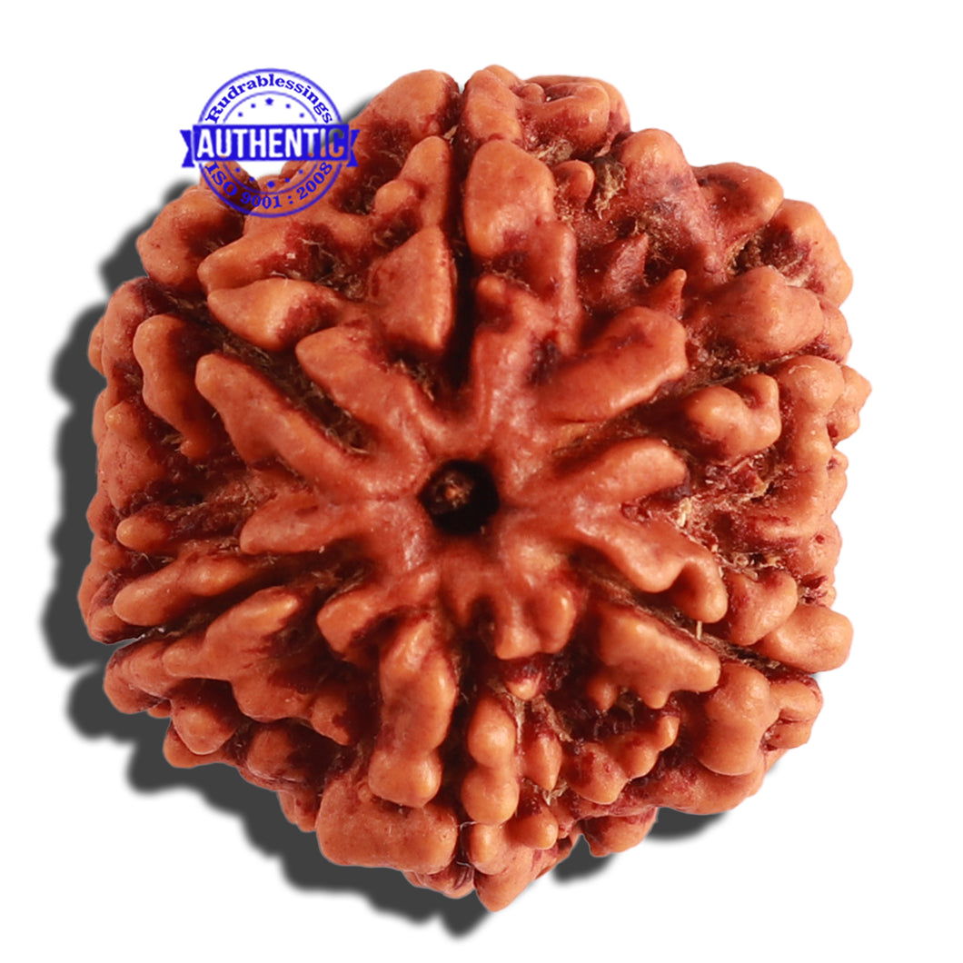 6 Mukhi Rudraksha from Nepal - Bead No 297