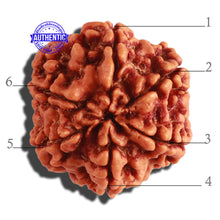 Load image into Gallery viewer, 6 Mukhi Rudraksha from Nepal - Bead No 297
