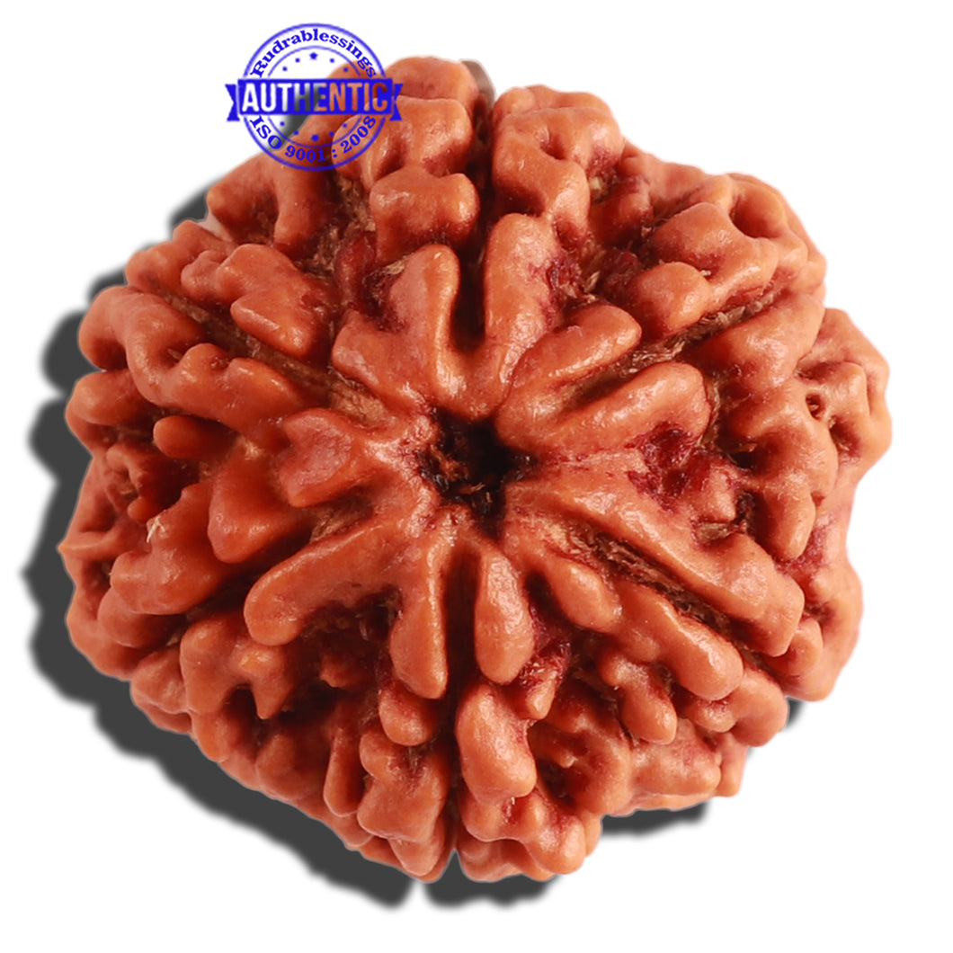 6 Mukhi Rudraksha from Nepal - Bead No 301