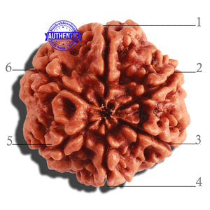 6 Mukhi Rudraksha from Nepal - Bead No 301