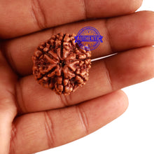 Load image into Gallery viewer, 6 Mukhi Rudraksha from Nepal - Bead No 303
