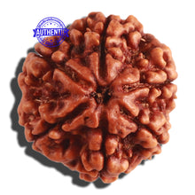 Load image into Gallery viewer, 6 Mukhi Rudraksha from Nepal - Bead No 303
