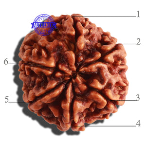 6 Mukhi Rudraksha from Nepal - Bead No 303