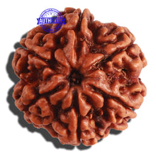 Load image into Gallery viewer, 6 Mukhi Rudraksha from Nepal - Bead No 308
