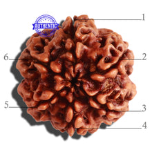 Load image into Gallery viewer, 6 Mukhi Rudraksha from Nepal - Bead No 308
