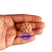 Load image into Gallery viewer, 6 Mukhi Rudraksha from Nepal - Bead No. 310
